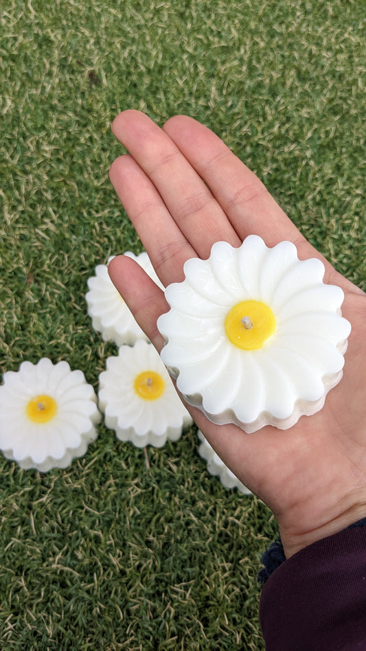 Daisies - 2 Pack